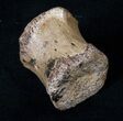 Hadrosaur Vertebra - Two Medicine Formation #16248-2